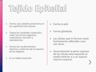 » Forma una cubierta protectora en
las superficies del cuerpo.
» Tapiza las cavidades corporales:
cubre los tractos digestivo,
respiratorio, excretor y
reproductivo.
» Forma los recubrimientos
internos y externos de la mayoría
de los órganos.
» Es un tejido avascular.
» Forma la piel.
» Forma glándulas.
» Las células que lo forman están
fuertemente adheridas unas
con otras.
» Generalmente la parte superior
de las células esta expuesta al
medio exterior o a un espacio
interno corporal.
 