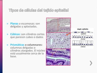 » Planas o escamosas: son
delgadas y aplastadas.
» Cúbicas: son cilindros cortos
que parecen cubos o dados
» Prismáticas o columnares:
columnas delgadas o
cilindros alargados. El núcleo
está usualmente cerca de la
base.
 