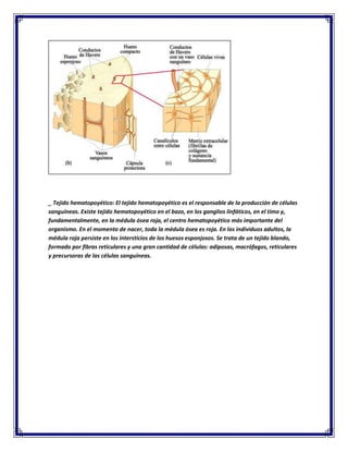 _ Tejido hematopoyético: El tejido hematopoyético es el responsable de la producción de células
sanguíneas. Existe tejido hematopoyético en el bazo, en los ganglios linfáticos, en el timo y,
fundamentalmente, en la médula ósea roja, el centro hematopoyético más importante del
organismo. En el momento de nacer, toda la médula ósea es roja. En los individuos adultos, la
médula roja persiste en los intersticios de los huesos esponjosos. Se trata de un tejido blando,
formado por fibras reticulares y una gran cantidad de células: adiposas, macrófagos, reticulares
y precursoras de las células sanguíneas.

 