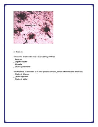 Se divide en:
Glia central. Se encuentra en el SNC (encéfalo y médula):
_ Astrocitos
_ Oligodendrocitos
_ Microglía
_ Células Ependimarias
Glia Periférica. Se encuentra en el SNP ( ganglios nerviosos, nervios y terminaciones nerviosas):
_ Células de Schwann
_ Células capsulares
_ Células de Müller

 