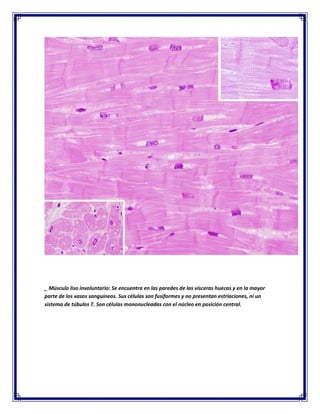 _ Músculo liso involuntario: Se encuentra en las paredes de las vísceras huecas y en la mayor
parte de los vasos sanguíneos. Sus células son fusiformes y no presentan estriaciones, ni un
sistema de túbulos T. Son células mononucleadas con el núcleo en posición central.

 