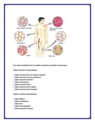 Con criterio morfofuncional, los tejidos conjuntivos se dividen en dos grupos:
Tejido conectivo no especializado:
_ Tejido conectivo laxo: (es siempre irregular)
_ Tejido conectivo mucoso o gelatinoso
_ Tejido conjuntivo reticular
_ Tejido mesenquimal
_ Tejido conectivo denso:
_ Tejido conectivo denso regular
_ Tejido conectivo denso irregular.
Tejidos conectivos especializados:
_ Tejido adiposo
_ Tejido cartilaginoso
_ Tejido óseo
_ Tejido hematopoyético
_ Tejido sanguíneo (sangre)

 