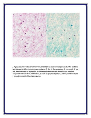 _ Tejido conjuntivo reticular: El tipo reticular de TC laxo se caracteriza porque abundan las fibras
reticulares argirófilas, compuestas por colágeno de tipo III. Dan un aspecto de entramado de red
tipo malla, en el que se distribuyen los fibroblastos esparcidos por la matriz. El TC reticular
compone la estroma de la médula ósea, el bazo, los ganglios linfáticos y el timo, dando sustento
y armazón microclimático al parénquima.

 