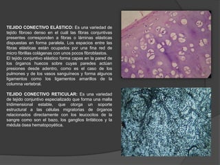 TEJIDO CONECTIVO ELÁSTICO: Es una variedad de
tejido fibroso denso en el cuál las fibras conjuntivas
presentes corresponden a fibras o láminas elásticas
dispuestas en forma paralela. Los espacios entre las
fibras elásticas están ocupados por una fina red de
micro fibrillas colágenas con unos pocos fibroblastos.
El tejido conjuntivo elástico forma capas en la pared de
los órganos huecos sobre cuyas paredes actúan
presiones desde adentro, como es el caso de los
pulmones y de los vasos sanguíneos y forma algunos
ligamentos como los ligamentos amarillos de la
columna vertebral.
TEJIDO CONECTIVO RETICULAR: Es una variedad
de tejido conjuntivo especializado que forma una malla
tridimensional estable, que otorga un soporte
estructural a las células migratorias de órganos
relacionados directamente con los leucocitos de la
sangre como son el bazo, los ganglios linfáticos y la
médula ósea hematopoyética.

 