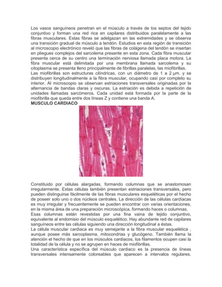 Los vasos sanguíneos penetran en el músculo a través de los septos del tejido
conjuntivo y forman una red rica en capilares distribuidos paralelamente a las
fibras musculares. Estas fibras se adelgazan en las extremidades y se observa
una transición gradual de músculo a tendón. Estudios en esta región de transición
al microscopio electrónico reveló que las fibras de colágena del tendón se insertan
en pliegues complejos del sarcolema presente en esta zona. Cada fibra muscular
presenta cerca de su centro una terminación nerviosa llamada placa motora. La
fibra muscular está delimitada por una membrana llamada sarcolema y su
citoplasma se presenta lleno principalmente de fibrillas paralelas, las miofibrillas.
Las miofibrillas son estructuras cilíndricas, con un diámetro de 1 a 2 µm. y se
distribuyen longitudinalmente a la fibra muscular, ocupando casi por completo su
interior. Al microscopio se observan estriaciones transversales originadas por la
alternancia de bandas claras y oscuras. La estriación es debida a repetición de
unidades llamadas sarcómeros. Cada unidad está formada por la parte de la
miofibrilla que queda entre dos líneas Z y contiene una banda A.
MUSCULO CARDIACO

Constituido por células alargadas, formando columnas que se anastomosan
irregularmente. Estas células también presentan estriaciones transversales, pero
pueden distinguirse fácilmente de las fibras musculares esqueléticas por el hecho
de poseer solo uno o dos núcleos centrales. La dirección de las células cardíacas
es muy irregular y frecuentemente se pueden encontrar con varias orientaciones,
en la misma área de una preparación microscópica, formando haces o columnas.
Esas columnas están revestidas por una fina vaina de tejido conjuntivo,
equivalente al endomisio del músculo esquelético. Hay abundante red de capilares
sanguíneos entre las células siguiendo una dirección longitudinal a éstas.
La célula muscular cardiaca es muy semejante a la fibra muscular esquelética ,
aunque posee más sarcoplasma, mitocondrias y glucógeno. También llama la
atención el hecho de que en los músculos cardiacos, los filamentos ocupen casi la
totalidad de la célula y no se agrupen en haces de miofibrillas.
Una característica específica del músculo cardiaco es la presencia de líneas
transversales intensamente coloreables que aparecen a intervalos regulares.

 