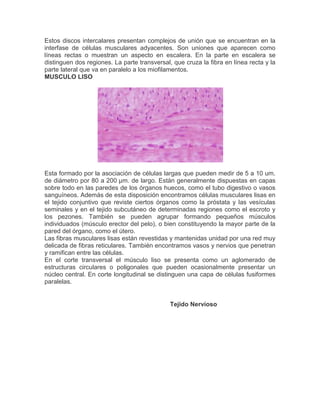 Estos discos intercalares presentan complejos de unión que se encuentran en la
interfase de células musculares adyacentes. Son uniones que aparecen como
líneas rectas o muestran un aspecto en escalera. En la parte en escalera se
distinguen dos regiones. La parte transversal, que cruza la fibra en línea recta y la
parte lateral que va en paralelo a los miofilamentos.
MUSCULO LISO

Esta formado por la asociación de células largas que pueden medir de 5 a 10 um.
de diámetro por 80 a 200 µm. de largo. Están generalmente dispuestas en capas
sobre todo en las paredes de los órganos huecos, como el tubo digestivo o vasos
sanguíneos. Además de esta disposición encontramos células musculares lisas en
el tejido conjuntivo que reviste ciertos órganos como la próstata y las vesículas
seminales y en el tejido subcutáneo de determinadas regiones como el escroto y
los pezones. También se pueden agrupar formando pequeños músculos
individuados (músculo erector del pelo), o bien constituyendo la mayor parte de la
pared del órgano, como el útero.
Las fibras musculares lisas están revestidas y mantenidas unidad por una red muy
delicada de fibras reticulares. También encontramos vasos y nervios que penetran
y ramifican entre las células.
En el corte transversal el músculo liso se presenta como un aglomerado de
estructuras circulares o poligonales que pueden ocasionalmente presentar un
núcleo central. En corte longitudinal se distinguen una capa de células fusiformes
paralelas.

Tejido Nervioso

 