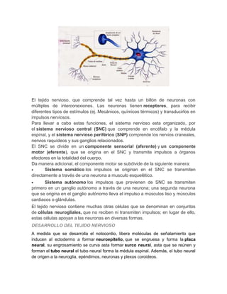 El tejido nervioso, que comprende tal vez hasta un billón de neuronas con
múltiples de interconexiones. Las neuronas tienen receptores, para recibir
diferentes tipos de estímulos (ej. Mecánicos, químicos térmicos) y transducirlos en
impulsos nerviosos.
Para llevar a cabo estas funciones, el sistema nervioso esta organizado, por
el sistema nervioso central (SNC) que comprende en encéfalo y la médula
espinal, y el sistema nervioso periférico (SNP) comprende los nervios craneales,
nervios raquídeos y sus ganglios relacionados.
El SNC se divide en un componente sensorial (aferente) y un componente
motor (eferente), que se origina en el SNC y transmite impulsos a órganos
efectores en la totalidad del cuerpo.
Da manera adicional, el componente motor se subdivide de la siguiente manera:
Sistema somático los impulsos se originan en el SNC se transmiten
directamente a través de una neurona a musculo esquelético.
Sistema autónomo los impulsos que provienen de SNC se transmiten
primero en un ganglio autónomo a través de una neurona; una segunda neurona
que se origina en el ganglio autónomo lleva el impulso a músculos liso y músculos
cardiacos o glándulas.
El tejido nervioso contiene muchas otras células que se denominan en conjuntos
de células neurogliales, que no reciben ni transmiten impulsos; en lugar de ello,
estas células apoyan a las neuronas en diversas formas.
DESARROLLO DEL TEJIDO NERVIOSO
A medida que se desarrolla el notocordio, libera moléculas de señalamiento que
inducen al ectodermo a formar neuroepitelio, que se engruesa y forma la placa
neural, su engrosamiento se curva asta formar surco neural, asta que se reúnen y
forman el tubo neural el tubo neural forma la médula espinal. Además, el tubo neural
de origen a la neuroglia, epéndimos, neuronas y plexos coroideos.

 
