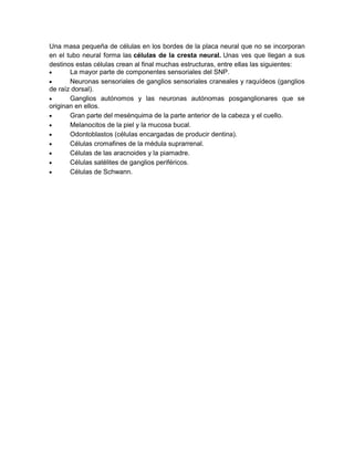 Una masa pequeña de células en los bordes de la placa neural que no se incorporan
en el tubo neural forma las células de la cresta neural. Unas ves que llegan a sus
destinos estas células crean al final muchas estructuras, entre ellas las siguientes:
La mayor parte de componentes sensoriales del SNP.
Neuronas sensoriales de ganglios sensoriales craneales y raquídeos (ganglios
de raíz dorsal).
Ganglios autónomos y las neuronas autónomas posganglionares que se
originan en ellos.
Gran parte del mesénquima de la parte anterior de la cabeza y el cuello.
Melanocitos de la piel y la mucosa bucal.
Odontoblastos (células encargadas de producir dentina).
Células cromafines de la médula suprarrenal.
Células de las aracnoides y la piamadre.
Células satélites de ganglios periféricos.
Células de Schwann.

 