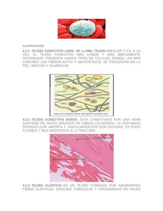 CLASIFICACIÓN

4.2.1. TEJIDO CONECTIVO LAXO. SE LLAMA TEJIDO AREOLAR Y ES, A LA
VEZ, EL TEJIDO CONECTIVO MÁS COMÚN Y MÁS AMPLIAMENTE
DISTRIBUIDO. PRESENTA VARIOS TIPOS DE CÉLULAS, SIENDO LAS MÁS
COMUNES LOS FIBROBLASTOS Y MACRÓFAGOS. SE ENCUENTRA EN LA
PIEL, MUCOSA Y GLANDULAS.

4.2.2. TEJIDO CONECTIVO DENSO. ESTA CONSTITUIDO POR UNA GRAN
CANTIDAD DE HACES GRUESOS DE FIBRAS COLÁGENAS. LA SUSTANCIA
INTERCELULAR AMORFA Y VASCULARIZACIÓN SON ESCASAS. ES POCO
FLEXIBLE Y MUY RESISTENTE A LA TRACCIÓN.

4.2.3. TEJIDO ELÁSTICO. ES UN TEJIDO FORMADO POR ABUNDANTES
FIBRAS ELÁSTICAS, GRUESAS, PARALELAS Y ORGANIZADAS EN HACES

 