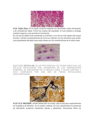 4.2.6. Tejido Óseo. Es un tejido conectivo especial con abundante matriz extracelular
y de consistencia rígida. Forma los huesos del esqueleto, el cual sostiene y protege
nuestros órganos y nos permite el movimiento.
Es uno de los tejidos más resistentes a la tensión y uno de los más rígidos del cuerpo
humano. Cambia constantemente de forma en relación con las tensiones que recibe.
Las propiedades del tejido óseo están dadas por las características de la matriz ósea.

4.2.7.T.C.D. RETICULAR: ES UN TIPO ESPECIAL DE TEJIDO DADO QUE LAS
CÉLULAS RETICULARES SON DIFERENTES DE LOS FIBROBLASTOS
COMUNES. SE ENCUENTRA EN LA MEDULA ÓSEA Y TEJIDO LINFOIDE Y
ESTA COMPUESTA POR UNA RED DE FIBRAS RETICULARES
ANASTOMOSADAS.

4.2.8.T.C.D. MUCOIDE: amplia distribución en el feto, bajo la piel pero especialmente
en la gelatina de Wharton, en el cordón umbilical. Es muy característica la presencia
de abundante sustancia intercelular blanda y gelatinosa. Numerosas fibras de

 