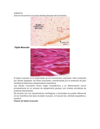colágenos.
Solo se encuentra en la pulpa dentaria después del nacimiento.

Tejido Muscular

El tejido muscular es el responsable de los movimientos corporales. Está constituido
por células alargadas, las fibras musculares, caracterizadas por la presencia de gran
cantidad de filamentos citoplasmáticos específicos.
Las células musculares tienen origen mesodérmico y su diferenciación ocurre
principalmente en un proceso de alargamiento gradual, son síntesis simultánea de
proteínas filamentosas.
De acuerdo con sus características morfológicas y funcionales se pueden diferenciar
en los mamíferos tres tipos de tejido muscular, el músculo liso, estriado esquelético y
cardiaco.
Clases de tejido muscular

 