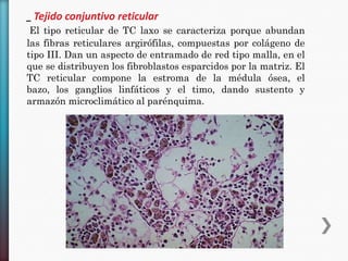 _ Tejido conjuntivo reticular
El tipo reticular de TC laxo se caracteriza porque abundan
las fibras reticulares argirófilas, compuestas por colágeno de
tipo III. Dan un aspecto de entramado de red tipo malla, en el
que se distribuyen los fibroblastos esparcidos por la matriz. El
TC reticular compone la estroma de la médula ósea, el
bazo, los ganglios linfáticos y el timo, dando sustento y
armazón microclimático al parénquima.

 