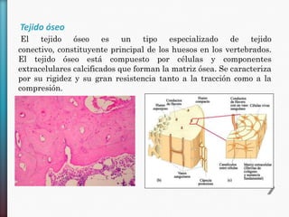 Tejido óseo
El tejido óseo es un tipo especializado
de tejido
conectivo, constituyente principal de los huesos en los vertebrados.
El tejido óseo está compuesto por células y componentes
extracelulares calcificados que forman la matriz ósea. Se caracteriza
por su rigidez y su gran resistencia tanto a la tracción como a la
compresión.

 