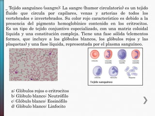 _ Tejido sanguíneo (sangre): La sangre (humor circulatorio) es un tejido

fluido que circula por capilares, venas y arterias de todos los
vertebrados e invertebrados. Su color rojo característico es debido a la
presencia del pigmento hemoglobínico contenido en los eritrocitos.
Es un tipo de tejido conjuntivo especializado, con una matriz coloidal
líquida y una constitución compleja. Tiene una fase sólida (elementos
formes, que incluye a los glóbulos blancos, los glóbulos rojos y las
plaquetas) y una fase líquida, representada por el plasma sanguíneo.

a: Glóbulos rojos o eritrocitos
b: Glóbulo blanco: Neutrófilo
c: Glóbulo blanco: Eosinófilo
d: Glóbulo blanco: Linfocito

 