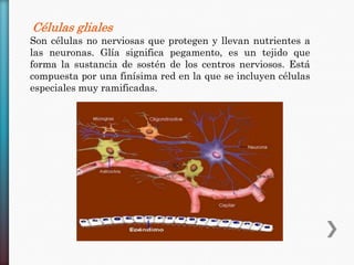 Células gliales
Son células no nerviosas que protegen y llevan nutrientes a
las neuronas. Glía significa pegamento, es un tejido que
forma la sustancia de sostén de los centros nerviosos. Está
compuesta por una finísima red en la que se incluyen células
especiales muy ramificadas.

 