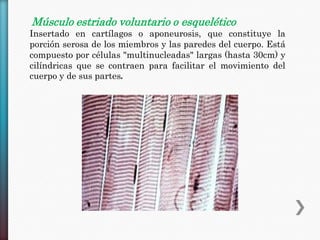 Músculo estriado voluntario o esquelético
Insertado en cartílagos o aponeurosis, que constituye la
porción serosa de los miembros y las paredes del cuerpo. Está
compuesto por células "multinucleadas" largas (hasta 30cm) y
cilíndricas que se contraen para facilitar el movimiento del
cuerpo y de sus partes.

 