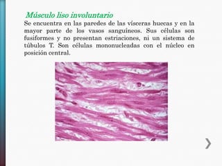 Músculo liso involuntario
Se encuentra en las paredes de las vísceras huecas y en la
mayor parte de los vasos sanguíneos. Sus células son
fusiformes y no presentan estriaciones, ni un sistema de
túbulos T. Son células mononucleadas con el núcleo en
posición central.

 