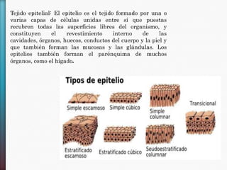 Tejido epitelial: El epitelio es el tejido formado por una o
varias capas de células unidas entre sí que puestas
recubren todas las superficies libres del organismo, y
constituyen
el
revestimiento
interno
de
las
cavidades, órganos, huecos, conductos del cuerpo y la piel y
que también forman las mucosas y las glándulas. Los
epitelios también forman el parénquima de muchos
órganos, como el hígado.

 