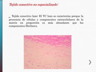 Tejido conectivo no especializado:
_ Tejido conectivo laxo: El TC laxo se caracteriza porque la
presencia de células y componentes extracelulares de la
matriz en proporción es más abundante que los
componentes fibrilares.

 