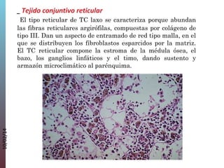 10/02/14

_ Tejido conjuntivo reticular
  El tipo reticular de TC laxo se caracteriza porque abundan
las fibras reticulares argirófilas, compuestas por colágeno de
tipo III. Dan un aspecto de entramado de red tipo malla, en el
que se distribuyen los fibroblastos esparcidos por la matriz.
El TC reticular compone la estroma de la médula ósea, el
bazo, los ganglios linfáticos y el timo, dando sustento y
armazón microclimático al parénquima.

 