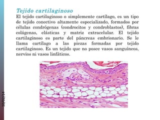 Tejido cartilaginoso

10/02/14

El tejido cartilaginoso o simplemente cartílago, es un tipo
de tejido conectivo altamente especializado, formados por
células condrógenas (condrocitos y condroblastos), fibras
colágenas, elásticas y matriz extracelular. El tejido
cartilaginoso es parte del páncreas embrionario. Se le
llama cartílago a las piezas formadas por tejido
cartilaginoso. Es un tejido que no posee vasos sanguíneos,
nervios ni vasos linfáticos.

 