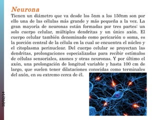 Neurona

10/02/14

Tienen un diámetro que va desde los 5nm a los 150nm son por
ello una de las células más grande y más pequeña a la vez. La
gran mayoría de neuronas están formadas por tres partes: un
solo cuerpo celular, múltiples dendritas y un único axón. El
cuerpo celular también denominado como pericarión o soma, es
la porción central de la célula en la cual se encuentra el núcleo y
el citoplasma perinuclear. Del cuerpo celular se proyectan las
dendritas, prolongaciones especializadas para recibir estímulos
de células sensoriales, axones y otras neuronas. Y por último el
axón, una prolongación de longitud variable y hasta 100 cm de
largo, que suelen tener dilataciones conocidas como terminales
del axón, en su extremo cerca de él.

 