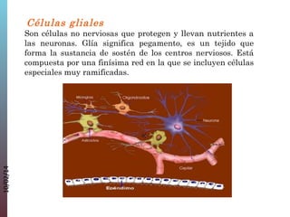 10/02/14

 Células gliales
Son células no nerviosas que protegen y llevan nutrientes a
las neuronas. Glía significa pegamento, es un tejido que
forma la sustancia de sostén de los centros nerviosos. Está
compuesta por una finísima red en la que se incluyen células
especiales muy ramificadas.

 