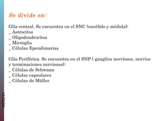 Se divide en:
Glía central. Se encuentra en el SNC (encéfalo y médula):
_ Astrocitos
_ Oligodendrocitos
_ Microglía
_ Células Ependimarias

10/02/14

Glía Periférica. Se encuentra en el SNP ( ganglios nerviosos, nervios
y terminaciones nerviosas):
_ Células de Schwann
_ Células capsulares
_ Células de Müller

 