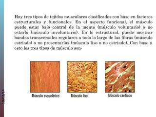 10/02/14

Hay tres tipos de tejidos musculares clasificados con base en factores
estructurales y funcionales. En el aspecto funcional, el músculo
puede estar bajo control de la mente (músculo voluntario) o no
estarlo (músculo involuntario). En lo estructural, puede mostrar
bandas transversales regulares a todo lo largo de las fibras (músculo
estriado) o no presentarlas (músculo liso o no estriado). Con base a
esto los tres tipos de músculo son:

 