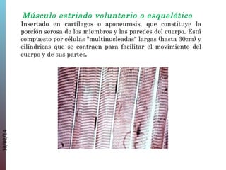 Músculo estriado voluntario o esquelético

10/02/14

Insertado en cartílagos o aponeurosis, que constituye la
porción serosa de los miembros y las paredes del cuerpo. Está
compuesto por células "multinucleadas" largas (hasta 30cm) y
cilíndricas que se contraen para facilitar el movimiento del
cuerpo y de sus partes.

 
