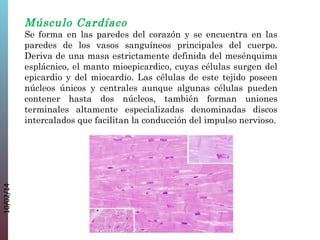 Músculo Cardíaco

10/02/14

Se forma en las paredes del corazón y se encuentra en las
paredes de los vasos sanguíneos principales del cuerpo.
Deriva de una masa estrictamente definida del mesénquima
esplácnico, el manto mioepicardico, cuyas células surgen del
epicardio y del miocardio. Las células de este tejido poseen
núcleos únicos y centrales aunque algunas células pueden
contener hasta dos núcleos, también forman uniones
terminales altamente especializadas denominadas discos
intercalados que facilitan la conducción del impulso nervioso.

 
