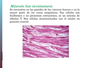 Músculo liso involuntario

10/02/14

Se encuentra en las paredes de las vísceras huecas y en la
mayor parte de los vasos sanguíneos. Sus células son
fusiformes y no presentan estriaciones, ni un sistema de
túbulos T. Son células mononucleadas con el núcleo en
posición central.

 