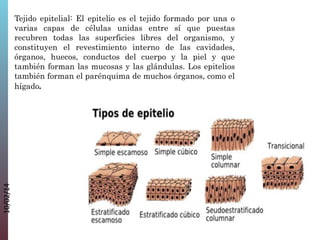 10/02/14

Tejido epitelial: El epitelio es el tejido formado por una o
varias capas de células unidas entre sí que puestas
recubren todas las superficies libres del organismo, y
constituyen el revestimiento interno de las cavidades,
órganos, huecos, conductos del cuerpo y la piel y que
también forman las mucosas y las glándulas. Los epitelios
también forman el parénquima de muchos órganos, como el
hígado.

 