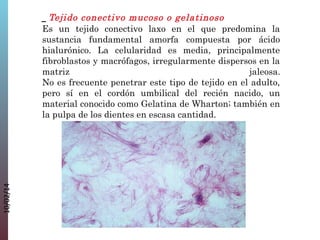 10/02/14

_ Tejido conectivo mucoso o gelatinoso
Es un tejido conectivo laxo en el que predomina la
sustancia fundamental amorfa compuesta por ácido
hialurónico. La celularidad es media, principalmente
fibroblastos y macrófagos, irregularmente dispersos en la
matriz
jaleosa.
No es frecuente penetrar este tipo de tejido en el adulto,
pero sí en el cordón umbilical del recién nacido, un
material conocido como Gelatina de Wharton; también en
la pulpa de los dientes en escasa cantidad.

 