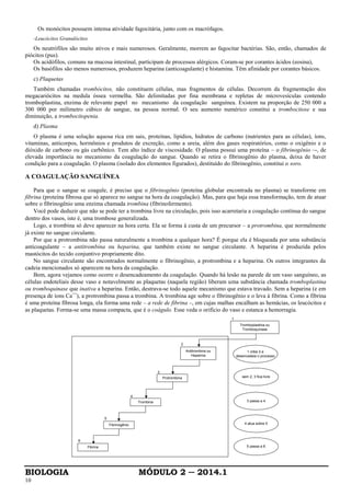 BIOLOGIA MÓDULO 2 ─ 2014.1
10
Os monócitos possuem intensa atividade fagocitária, junto com os macrófagos.
-Leucócitos Granulócitos
Os neutrófilos são muito ativos e mais numerosos. Geralmente, morrem ao fagocitar bactérias. São, então, chamados de
piócitos (pus).
Os acidófilos, comuns na mucosa intestinal, participam de processos alérgicos. Coram-se por corantes ácidos (eosina),
Os basófilos são menos numerosos, produzem heparina (anticoagulante) e histamina. Têm afinidade por corantes básicos.
c) Plaquetas
Também chamadas trombócitos, não constituem células, mas fragmentos de células. Decorrem da fragmentação dos
megacariócitos na medula óssea vermelha. São delimitadas por fina membrana e repletas de microvesículas contendo
tromboplastina, enzima de relevante papel no mecanismo da coagulação sanguínea. Existem na proporção de 250 000 a
300 000 por milímetro cúbico de sangue, na pessoa normal. O seu aumento numérico constitui a trombocitose e sua
diminuição, a trombocitopenia.
d) Plasma
O plasma é uma solução aquosa rica em sais, proteínas, lipídios, hidratos de carbono (nutrientes para as células), íons,
vitaminas, anticorpos, hormônios e produtos de excreção, como a ureia, além dos gases respiratórios, como o oxigênio e o
dióxido de carbono ou gás carbônico. Tem alto índice de viscosidade. O plasma possui uma proteína – o fibrinogênio –-, de
elevada importância no mecanismo da coagulação do sangue. Quando se retira o fibrinogênio do plasma, deixa de haver
condição para a coagulação. O plasma (isolado dos elementos figurados), destituído do fibrinogênio, constitui o soro.
A COAGULAÇÃO SANGUÍNEA
Para que o sangue se coagule, é preciso que o fibrinogênio (proteína globular encontrada no plasma) se transforme em
fibrina (proteína fibrosa que só aparece no sangue na hora da coagulação). Mas, para que haja essa transformação, tem de atuar
sobre o fibrinogênio uma enzima chamada trombina (fibrinofermento).
Você pode deduzir que não se pode ter a trombina livre na circulação, pois isso acarretaria a coagulação contínua do sangue
dentro dos vasos, isto é, uma trombose generalizada.
Logo, a trombina só deve aparecer na hora certa. Ela se forma à custa de um precursor – a protrombina, que normalmente
já existe no sangue circulante.
Por que a protrombina não passa naturalmente a trombina a qualquer hora? É porque ela é bloqueada por uma substância
anticoagulante – a antitrombina ou heparina, que também existe no sangue circulante. A heparina é produzida pelos
mastócitos do tecido conjuntivo propriamente dito.
No sangue circulante são encontrados normalmente o fibrinogênio, a protrombina e a heparina. Os outros integrantes da
cadeia mencionados só aparecem na hora da coagulação.
Bem, agora vejamos como ocorre o desencadeamento da coagulação. Quando há lesão na parede de um vaso sanguíneo, as
células endoteliais desse vaso e notavelmente as plaquetas (naquela região) liberam uma substância chamada tromboplastina
ou tromboquinase que inativa a heparina. Então, destrava-se todo aquele mecanismo que estava travado. Sem a heparina (e em
presença de íons Ca++
), a protrombina passa a trombina. A trombina age sobre o fibrinogênio e o leva à fibrina. Como a fibrina
é uma proteína fibrosa longa, ela forma uma rede – a rede de fibrina –, em cujas malhas encalham as hemácias, os leucócitos e
as plaquetas. Forma-se uma massa compacta, que é o coágulo. Esse veda o orifício do vaso e estanca a hemorragia.
Tromboplastina ou
Tromboquinase
Antitrombina ou
Heparina
Protrombina
1 inibe 2 e
desencadeia o processo
Trombina
Fibrinogênio
Fibrina
5
6
4
3
2
1
sem 2, 3 fica livre
3 passa a 4
4 atua sobre 5
5 passa a 6
 