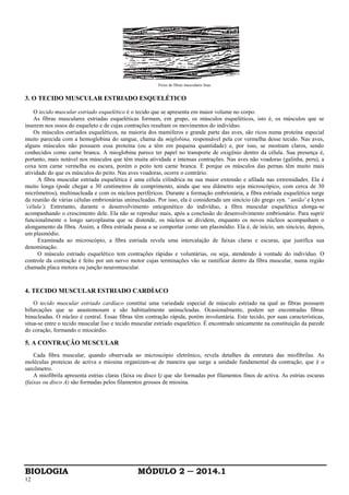 BIOLOGIA MÓDULO 2 ─ 2014.1
12
Feixe de fibras musculares lisas.
3. O TECIDO MUSCULAR ESTRIADO ESQUELÉTICO
O tecido muscular estriado esquelético é o tecido que se apresenta em maior volume no corpo.
As fibras musculares estriadas esqueléticas formam, em grupo, os músculos esqueléticos, isto é, os músculos que se
inserem nos ossos do esqueleto e de cujas contrações resultam os movimentos do indivíduo.
Os músculos estriados esqueléticos, na maioria dos mamíferos e grande parte das aves, são ricos numa proteína especial
muito parecida com a hemoglobina do sangue, chama da miglobina, responsável pela cor vermelha desse tecido. Nas aves,
alguns músculos não possuem essa proteína (ou a têm em pequena quantidade) e, por isso, se mostram claros, sendo
conhecidos como carne branca. A mioglobina parece ter papel no transporte de oxigênio dentro da célula. Sua presença é,
portanto, mais notável nos músculos que têm muita atividade e intensas contrações. Nas aves não voadoras (galinha, peru), a
coxa tem carne vermelha ou escura, porém o peito tem carne branca. É porque os músculos das pernas têm muito mais
atividade do que os músculos do peito. Nas aves voadoras, ocorre o contrário.
A fibra muscular estriada esquelética é uma célula cilíndrica na sua maior extensão e afilada nas extremidades. Ela é
muito longa (pode chegar a 30 centímetros de comprimento, ainda que seu diâmetro seja microscópico, com cerca de 30
micrômetros), multinucleada e com os núcleos periféricos. Durante a formação embrionária, a fibra estriada esquelética surge
da reunião de várias células embrionárias uninucleadas. Por isso, ela é considerada um sincício (do grego syn. ' união' e kytos
‘célula’). Entretanto, durante o desenvolvimento ontogenético do indivíduo, a fibra muscular esquelética alonga-se
acompanhando o crescimento dele. Ela não se reproduz mais, após a conclusão do desenvolvimento embrionário. Para suprir
funcionalmente o longo sarcoplasma que se distende, os núcleos se dividem, enquanto os novos núcleos acompanham o
alongamento da fibra. Assim, a fibra estriada passa a se comportar como um plasmódio. Ela é, de início, um sincício, depois,
um plasmódio.
Examinada ao microscópio, a fibra estriada revela uma intercalação de faixas claras e escuras, que justifica sua
denominação.
O músculo estriado esquelético tem contrações rápidas e voluntárias, ou seja, atendendo à vontade do indivíduo. O
controle da contração é feito por um nervo motor cujas terminações vão se ramificar dentro da fibra muscular, numa região
chamada placa motora ou junção neuromuscular.
4. TECIDO MUSCULAR ESTRIADO CARDÍACO
O tecido muscular estriado cardíaco constitui uma variedade especial de músculo estriado na qual as fibras possuem
bifurcações que se anastomosam e são habitualmente uninucleadas. Ocasionalmente, podem ser encontradas fibras
binucleadas. O núcleo é central. Essas fibras têm contração rápida, porém involuntária. Este tecido, por suas características,
situa-se entre o tecido muscular liso e tecido muscular estriado esquelético. É encontrado unicamente na constituição da parede
do coração, formando o miocárdio.
5. A CONTRAÇÃO MUSCULAR
Cada fibra muscular, quando observada ao microscópio eletrônico, revela detalhes da estrutura das miofibrilas. As
moléculas proteicas de activa e miosina organizam-se de maneira que surge a unidade fundamental da contração, que é o
sarcômetro.
A miofibrila apresenta estrias claras (faixa ou disco I) que são formadas por filamentos finos de activa. As estrias escuras
(faixas ou disco A) são formadas pelos filamentos grossos de miosina.
 