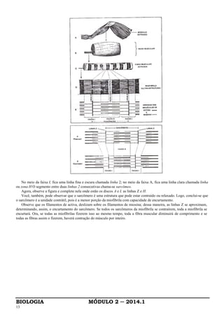 BIOLOGIA MÓDULO 2 ─ 2014.1
13
No meio da faixa I, fica uma linha fina e escura chamada linha 2; no meio da faixa A, fica uma linha clara chamada linha
ou zona H O segmento entre duas linhas 2 consecutivas chama-se sarcômeo.
Agora, observe a figura e complete nela onde estão os discos A e I, as linhas Z e H.
Você, também, pode observar que o sarcômero é uma estrutura que pode estar contraído ou relaxado. Logo, conclui-se que
o sarcômero é a unidade contrátil, pois é a menor porção da miofibrila com capacidade de encurtamento.
Observe que os filamentos de activa, deslizam sobre os filamentos de miosina; dessa maneira, as linhas Z se aproximam,
determinando, assim, o encurtamento do sarcômero. Se todos os sarcômeros da miofibrila se contraírem, toda a miofibrila se
encurtará. Ora, se todas as miofibrilas fizerem isso ao mesmo tempo, toda a fibra muscular diminuirá de comprimento e se
todas as fibras assim o fizerem, haverá contração do músculo por inteiro.
 