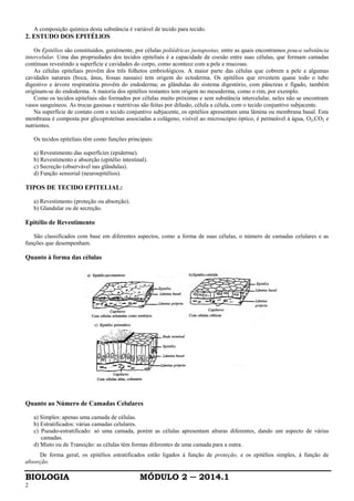 BIOLOGIA MÓDULO 2 ─ 2014.1
2
A composição química desta substância é variável de tecido para tecido.
2. ESTUDO DOS EPITÉLlOS
Os Epitélios são constituídos, geralmente, por células poliédricas justapostas, entre as quais encontramos pouca substância
intercelular. Uma das propriedades dos tecidos epiteliais é a capacidade de coesão entre suas células, que formam camadas
contínuas revestindo a superfície e cavidades do corpo, como acontece com a pele e mucosas.
As células epiteliais provêm dos três folhetos embriológicos. A maior parte das células que cobrem a pele e algumas
cavidades naturais (boca, ânus, fossas nassais) tem origem do ectoderma. Os epitélios que revestem quase todo o tubo
digestivo e árvore respiratória provêm do endoderma; as glândulas do sistema digestório, com pâncreas e fígado, também
originam-se do endoderma. A maioria dos epitélios restantes tem origem no mesoderma, como o rim, por exemplo.
Como os tecidos epiteliais são formados por células muito próximas e sem substância intercelular, neles não se encontram
vasos sanguíneos. As trocas gasosas e nutritivas são feitas por difusão, célula a célula, com o tecido conjuntivo subjacente.
Na superfície de contato com o tecido conjuntivo subjacente, os epitélios apresentam uma lâmina ou membrana basal. Esta
membrana é composta por glicoproteínas associadas a colágeno, visível ao microscópio óptico, é permeável à água, O2,CO2 e
nutrientes.
Os tecidos epiteliais têm como funções principais:
a) Revestimento das superfícies (epiderme).
b) Revestimento e absorção (epitélio intestinal).
c) Secreção (observável nas glândulas).
d) Função sensorial (neuroepitélios).
TIPOS DE TECIDO EPITELIAL:
a) Revestimento (proteção ou absorção).
b) Glandular ou de secreção.
Epitélio de Revestimento
São classificados com base em diferentes aspectos, como a forma de suas células, o número de camadas celulares e as
funções que desempenham.
Quanto à forma das células
Quanto ao Número de Camadas Celulares
a) Simples: apenas uma camada de células.
b) Estratificados: várias camadas celulares.
c) Pseudo-estratificado: só uma camada, porém as células apresentam alturas diferentes, dando um aspecto de várias
camadas.
d) Misto ou de Transição: as células têm formas diferentes de uma camada para a outra.
De forma geral, os epitélios estratificados estão ligados à função de proteção, e os epitélios simples, à função de
absorção.
 
