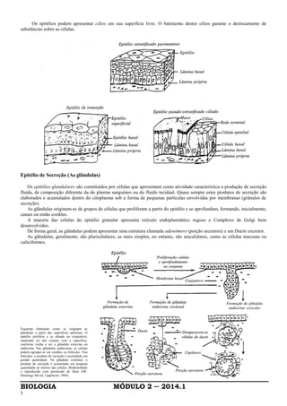 BIOLOGIA MÓDULO 2 ─ 2014.1
3
Os epitélios podem apresentar cílios em sua superfície livre. O batimento destes cílios garante o deslocamento de
substâncias sobre as células.
Epitélio de Secreção (As glândulas)
Os epitélios glandulares são constituídos por células que apresentam como atividade característica a produção de secreção
fluida, de composição diferente da do plasma sanguíneo ou do fluido tecidual. Quase sempre estes produtos de secreção são
elaborados e acumulados dentro do citoplasma sob a forma de pequenas partículas envolvidas por membranas (grânulos de
secreção).
As glândulas originam-se de grupos de células que proliferam a partir do epitélio e se aprofundam, formando, inicialmente,
canais ou então cordões.
A maioria das células do epitélio granular apresenta retículo endoplasmático rugoso e Complexo de Golgi bem
desenvolvidos.
De forma geral, as glândulas podem apresentar uma estrutura chamada adenômero (porção secretora) e um Ducto excretor.
As glândulas, geralmente, são pluricelulares; as mais simples, no entanto, são unicelulares, como as células mucosas ou
caliciformes.
Esquema ilustrando como se originam as
glândulas a partir das superfícies epiteliais. O
epitélio prolifera e se afunda no conjuntivo,
mantendo ou não contato com a superfície,
conforme venha a ser a glândula exócrina ou
endócrina. Nas glândulas endócrinas, as células
podem agrupar-se em cordões ou folículos. Nos
folículos, o produto de secreção é acumulado em
grande quantidade. Na glândula cordonal, o
produto de secreção é acumulado em pequena
quantidade no interior das células. (Redesenhado
e reproduzido com permissão de Ham AW:
Histology 6th ed. Lippincott, 1969).
 