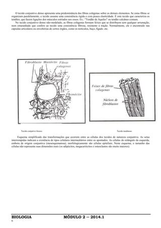 BIOLOGIA MÓDULO 2 ─ 2014.1
6
O tecido conjuntivo denso apresenta uma predominância das fibras colágenas sobre os demais elementos. Se estas fibras se
organizam paralelamente, o tecido assume uma consistência rígida e com pouca elasticidade. É este tecido que caracteriza os
tendões, que fazem ligações dos músculos estriados aos ossos. Ex.: "Tendão de Aquiles" ou tendão calcâneo comum.
No tecido conjuntivo denso não-modelado, as fibras colágenas formam feixes que se distribuem sem qualquer arrumação,
num emaranhado que confere ao tecido uma consistência fibrosa, resistente à tração. Normalmente, ele é encontrado nas
cápsulas articulares ou envoltórias de certos órgãos, como os testículos, baço, fígado. etc.
Tecido conjutivo frouxo Tecido tendinoso
Esquema simplificado das transformações que ocorrem entre as células dos tecidos de natureza conjuntiva. As setas
interrompidas indicam a existência de tipos celulares intermediários entre os apontados. As células do retângulo da esquerda,
embora de origem conjuntiva (mesenquimatosa), morfologicamente são células epiteliais. Neste esquema, o tamanho das
células não representa suas dimensões reais (os adipócitos, megacariócitos e osteoclastos são muito maiores).
 