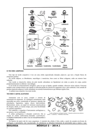 BIOLOGIA MÓDULO 2 ─ 2014.1
7
O TECIDO ADIPOSO
Este tipo de tecido conjuntivo é rico em uma célula especializada chamada adipócito, que tem a função básica de
armazenar gordura.
No tecido adiposo, os fibroblastos, macrófagos e mastócitos, bem como as fibras colágenas, estão em número bem
reduzido.
Este tecido se desenvolve abaixo da pele (tecido subcutâneo ou hipoderme) em todas as partes do corpo, porém
predominantemente no abdome e nas nádegas.
É um tecido de armazenamento energético, uma vez que as lípidas, quando oxidadas, oferecem várias calorias. Funciona
também como isolante térmico que impede ou dificulta perdas de calorias do organismo com o meio ambiente. Esta camada de
gordura (panícula adiposo) é muito abundante em animais homeotérmicos que habitam regiões frias.
A medula óssea amarela é rica neste tecido.
TECIDO CARTILAGINOSO
Juntamente com os ossos, compõe o sistema de
sustentação do organismo. As cartilagens normalmente estão
associadas aos ossos, constituindo os meniscos, cápsulas das
articulações, ligamentos, septos, discos intervertebrais.
Representam, assim, um papel de estruturas amortecedoras
de choques, dando, ao mesmo tempo, uma certa flexibilidade
ao conjunto esquelético.
Nos embriões, o esqueleto é basicamente cartilaginoso e,
aos poucos, vai se ossificando.
A célula cartilaginosa é chamada condrócito. Ela se
origina de células embrionárias chamadas condroblastos.
A substância fundamental ou matriz é rica em mucopolissacarídeos e
emcolágeno.
Tecido cartilaginoso (cartilagem hialina). 1.Cápsula envoltora de um ninho de
células: 2. Condrócito; 3 Substância intercelular.
No interior da matriz não há vasos sanguíneos. A nutrição das células é feita, então, a partir da camada envolvente da
cartilagem, o pericôndrio, este vascularizado. As substâncias se difundem lentamente do pericôndrio para a matriz, o que
 