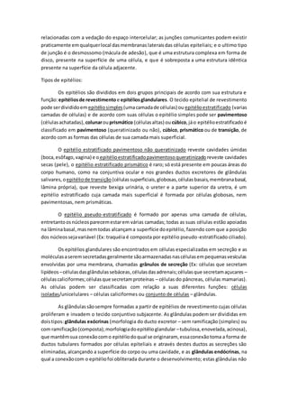 relacionadas com a vedação do espaço intercelular; as junções comunicantes podem existir
praticamente emqualquerlocal dasmembranas lateraisdas células epiteliais; e o ultimo tipo
de junção é o desmossomo (mácula de adesão), que é uma estrutura complexa em forma de
disco, presente na superfície de uma célula, e que é sobreposta a uma estrutura idêntica
presente na superfície da célula adjacente.
Tipos de epitélios:
Os epitélios são divididos em dois grupos principais de acordo com sua estrutura e
função:epitéliosde revestimento e epitéliosglandulares. O tecido epitelial de revestimento
pode serdivididoem epitéliosimples (umacamadade células) ou epitélioestratificado (varias
camadas de células) e de acordo com suas células o epitélio simples pode ser pavimentoso
(célulasachatadas), colunarouprismático (célulasaltas) ou cúbico,jáo epitélioestratificado é
classificado em pavimentoso (queratinizado ou não), cúbico, prismático ou de transição, de
acordo com as formas das células de sua camada mais superficial.
O epitélio estratificado pavimentoso não queratinizado reveste cavidades úmidas
(boca,esôfago,vagina) e o epitélioestratificadopavimentosoqueratinizado reveste cavidades
secas (pele), o epitélio estratificado prismático é raro; só está presente em poucas áreas do
corpo humano, como na conjuntiva ocular e nos grandes ductos excretores de glândulas
salivares, oepitéliode transição (células superficiais,globosas,célulasbasais,membranabasal,
lâmina própria), que reveste bexiga urinária, o ureter e a parte superior da uretra, é um
epitélio estratificado cuja camada mais superficial é formada por células globosas, nem
pavimentosas, nem prismáticas.
O epitélio pseudo-estratificado é formado por apenas uma camada de células,
entretantoosnúcleosparecemestarem várias camadas; todas as suas células estão apoiadas
na lâminabasal,masnemtodas alcançama superfície doepitélio, fazendo com que a posição
dos núcleossejavariável (Ex: traquéia é composta por epitélio pseudo-estratificado ciliado).
Os epitélios glandulares são encontrados em células especializadas em secreção e as
moléculasaseremsecretadasgeralmente sãoarmazenadasnascélulasempequenasvesículas
envolvidas por uma membrana, chamadas grânulos de secreção (Ex: células que secretam
lipídeos –célulasdasglândulassebáceas,célulasdas adrenais;célulasque secretamaçucares –
célulascaliciformes;célulasque secretamproteínas – células do pâncreas, células mamarias).
As células podem ser classificadas com relação a suas diferentes funções: células
isoladas/unicelulares – células caliciformes ou conjunto de células – glândulas.
As glândulas sãosempre formadas a partir de epitélios de revestimento cujas células
proliferam e invadem o tecido conjuntivo subjacente. As glândulas podem ser divididas em
doistipos:glândulas exócrinas (morfologia do ducto excretor – sem ramificação (simples) ou
com ramificação(composta);morfologiadoepitélioglandular –tubulosa,enovelada,acinosa),
que mantêmsua conexãocomo epitéliodoqual se originaram, essaconexãotoma a forma de
ductos tubulares formados por células epiteliais e através destes ductos as secreções são
eliminadas, alcançando a superfície do corpo ou uma cavidade, e as glândulas endócrinas, na
qual a conexãocom o epitéliofoi obliterada durante o desenvolvimento; estas glândulas não
 