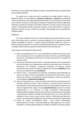 têm ductos e suas secreções são lançadas no sangue e transportadas para o seu local de ação
pela circulação sanguínea.
De acordo com o modo pelo qual os produtos de secreção deixam a célula, as
glândulas podem ser classificadas em merócrinas, holócrinas ou apócrinas. Nas glândulas
merócrinas(pâncreas),asecreçãoé liberadapelacélula por meio de exocitose, sem perda de
outro material celular/sem modificação do citoplasma. Nas glândulas holócrinas (glândulas
sebáceas) o produto de secreção é eliminado juntamente com toda a célula, processo que
envolve a destruição das células repletas de secreção. Um tipo intermediário é o apócrino
(glândula mamaria) em que o produto de secreção é descarregado junto com porções do
citoplasma apical.
Metaplasia:
Em certas condições anormais um tipo de tecido epitelial pode transformar-se em
outro. Este processo que é reversível é chamado metaplasia. Ex: em pessoas que fumam
grande quantidade de cigarros, o epitélio pseudo-estratificado ciliado que reveste os
brônquios pode transformar-se em epitélio estratificado pavimentoso. A metaplasia não se
restringe a tecidos epiteliais, podendo ocorrer também no tecido conjuntivo.
Tipos celulares encontrados no tecido epitelial:
1) Células transportadoras de íons – tem a capacidade de transportar certos íons contra
uma concentração e contra um gradiente de potencial elétrico, usando ATP (grande
acumulo de mitocôndrias) como fonte de energia. Este processo é chamado de
transporte ativo
2) Células que transportam por pinocitose – moléculas presentes no meio extracelular
são interiorizadas para o citoplasma por vesículas de pinocitose que se formam no
plasmalema. Esta atividade é observada claramente nos epitélios simples
pavimentososque revestem os capilares sanguíneos e linfáticos (endotélios) ou que
revestem as cavidades do corpo (mesotélios)
3) Células serosas - são poliédricas ou piramidais, normalmente são distribuídas em
ácido, tem núcleos centrais arredondados e polaridade bem definida (Ex: células
acinosas do pâncreas e das glândulas salivares parótidas / células que produzem
enzimas digestivas (grânulos de zimogênio))
4) Célulassecretorasde muco – células(caliciformes dos intestinos, células presente no
estômago, glândulas salivares, trato respiratório e trato genital) que produzem
polissacarídeos+proteínas(glicoproteínas); são células localizadas em região rica em
reticulo endoplasmático rugoso. Enzimas glicosiltransferases presente no reticulo
endoplasmático e no complexo de Golgi acrescentam monossacarídeos
(oligossacarídeos-N-ligados)asproteínas (aminoácidosnacadeia lateral de asparagina
– glicoproteínas). Quando a secreção é liberada pela célula, ela se torna altamente
hidratada e forma o muco, um gel viscoso, elástico e lubrificante; pelo fato de os
núcleosseremachatadosnaregiãobasal,toda secreção é encontrada na região apical
5) Células do sistema neuroendócrino difuso – essas células compreendem
aproximadamente 35 tipos e estão distribuídas por todo organismo, nos sistemas
respiratórios, urinárioe gastrointestinal,natireóide e na hipófise. São células capazes
 