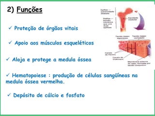 2) Funções
 Proteção de órgãos vitais
 Apoio aos músculos esqueléticos
 Hematopoiese : produção de células sangüíneas na
medula óssea vermelha.
 Aloja e protege a medula óssea
 Depósito de cálcio e fosfato
 