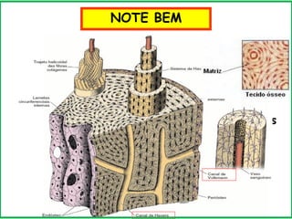NOTE BEM
CANAL DE HAVERS: São canais longitudinais
por onde passam vasos sanguíneos e nervos.
CANAL DE VOLKMANN: são canais
transversais que interligam os canais de Havers
 