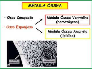 MÉDULA ÓSSEA
• Osso Compacto Médula Óssea Vermelha
(hematógena)
• Osso Esponjoso
Médula Óssea Amarela
(lipídica)
 