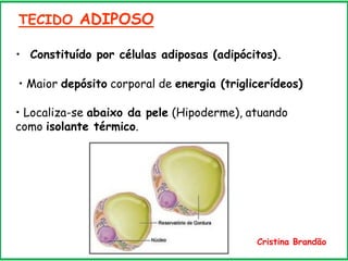 TECIDO ADIPOSO
• Constituído por células adiposas (adipócitos).
• Maior depósito corporal de energia (triglicerídeos)
• Localiza-se abaixo da pele (Hipoderme), atuando
como isolante térmico.
Cristina Brandão
 