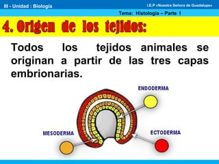 Todos los tejidos animales se
originan a partir de las tres capas
embrionarias.
III - Unidad : Biología
Tema: Histología – Parte I
I.E.P «Nuestra Señora de Guadalupe»
 