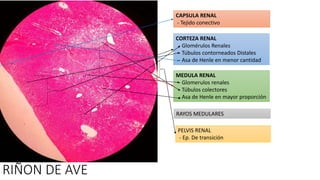 Histologia Veterinaria | PPTX