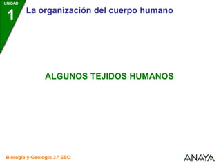 UNIDAD
1 La organización del cuerpo humano
Biología y Geología 3.º ESO
ALGUNOS TEJIDOS HUMANOS
 